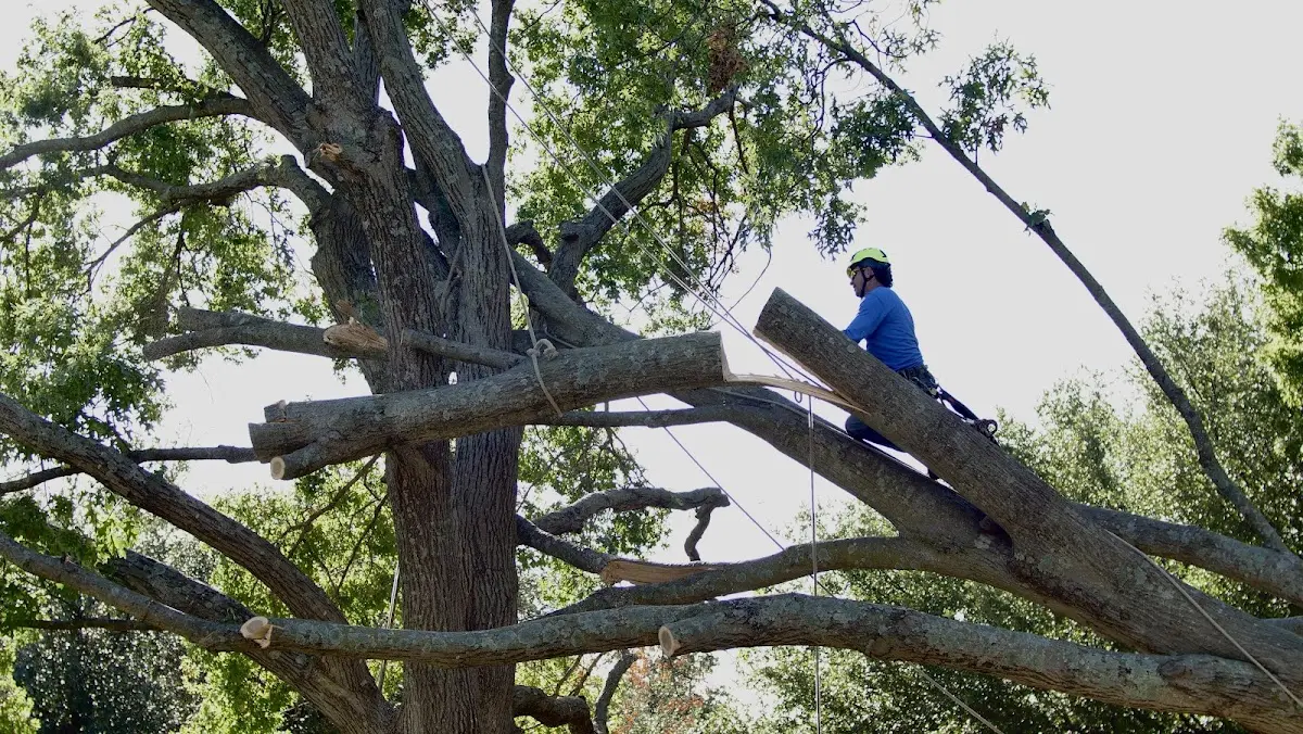 Professional Hazardous Tree Removal performed by certified arborists in Palestine